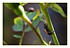 Asiatsche Marienkäferlarve