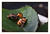 Asiatischer Marienkäfer mit zerflossenen Punkten nach dem Schlüpfen