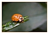 Asiatischer Marienkäfer mit einem etwas weniger ausgebildeten "W"-Zeichen