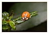 Asiatischer Marienkäfer mit einem etwas weniger ausgebildeten "W"-Zeichen