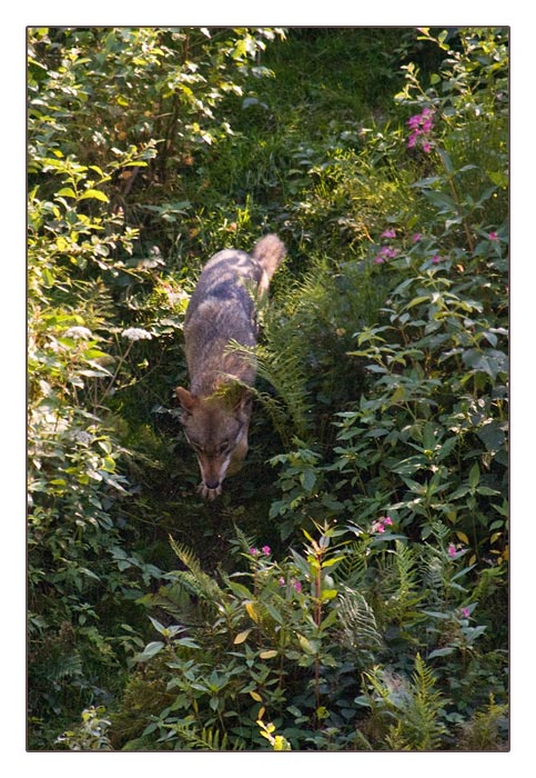 Wolf