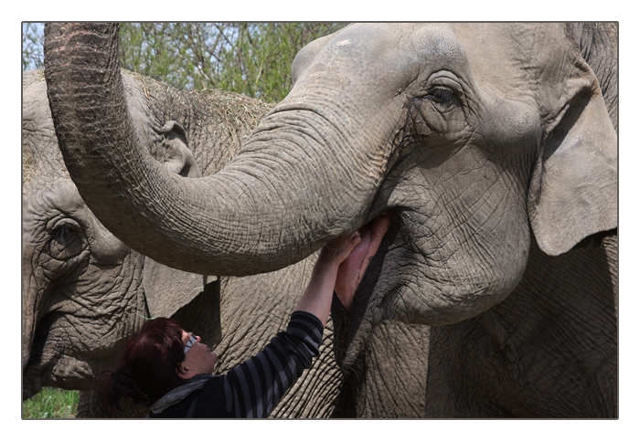 das Ertasten der Zunge. Asiatische Elefanten