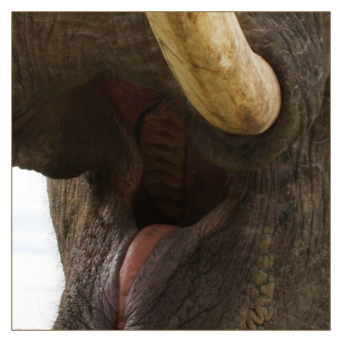 Blick in den Elefanten-Rachen