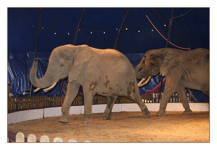 Elefantenvoführung in der Manege