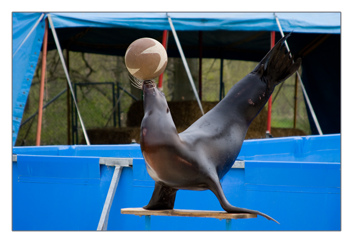 Seelöwe beim balancieren mit dem Ball
