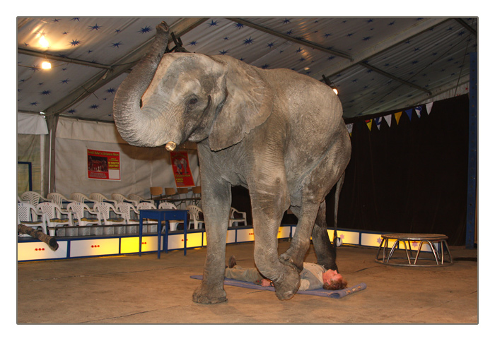 der Elefant steigt über Wendel Huber