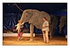 auch Kinder werden bei der Vorführung in der Manege miteinbezogen