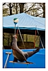 Seelöwe beim balancieren mit dem Ball