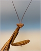 Gottesanbeterin (Kroatien)