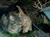 Stitch und Mama Mieze