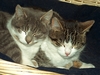 Grey und Checky