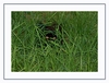 Mohrle versteckt sich im Gras