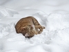 Stitch liebt Schnee &uuml;ber alles