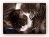 Grey und Checky beim Schl&auml;fchen im Katzenkorb
