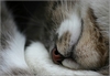 Grey beim Nickerchen