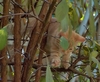 Stich erkundet den Baum