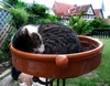 Checky liebt es, in der erh&ouml;hten Blumenschale zu schlafen
