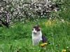 Checky auf der Fr&uuml;hlingswiese