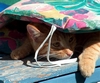 Stitch versteckt sich vor der Sonne