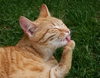 Stitch bei der "Katzenw&auml;sche"