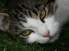 Cecky, sie ist eine ganz Liebe