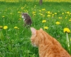 beim Fotografieren auf der Fr&uuml;hlingswiese immer mit dabei