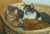Stitch und Grey zusammen im Katzenkörbchen