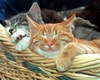 nur ein klein bischen abh&auml;ngen ...... Grey und stitch im Katzenkorb