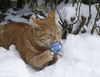 Stitch liebt Schnee &uuml;ber alles