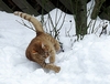 Stitch liebt Schnee &uuml;ber alles