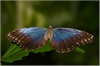 Morpho peleides