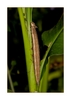 Schmetterlingsraupe
