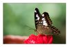 Parthenos sylvia lilacinus 