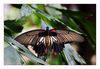 Papilio rumanzovia - Philippinen 