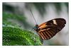 Heliconius melpomene, Postmann