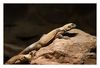 Chuckwalla, Leguan, ( Sauromalus obesus ) 