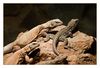 Chuckwalla, Leguan, ( Sauromalus obesus ) 