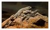 Chuckwalla, Leguan, ( Sauromalus obesus ) und Leopardleguan (Gambelia wislizenii )