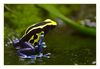 Pfeilgiftfrosch, Dendrobates lamasi