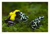 Pfeilgiftfrösche, Dendrobates tinctorius - Citronella und Dendrobates auratus