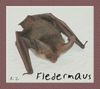 Fledermaus an der Wand