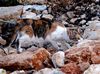 "Tarn"-Katze, gesehen auf Murter