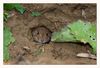 Feldmaus