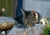 Katze auf dem Campingplatz Kroatien