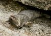 junge Katze auf dem Campingplatz Kroatien