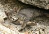 junge Katze auf dem Campingplatz Kroatien