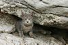 junge Katze auf dem Campingplatz Kroatien