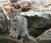junge Katze auf dem Campingplatz Kroatien