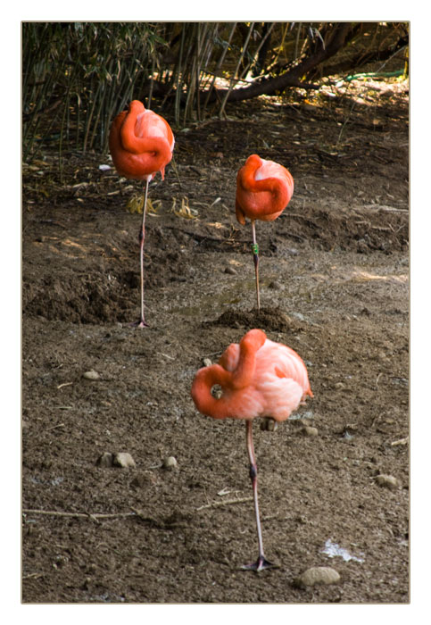 Flamingos