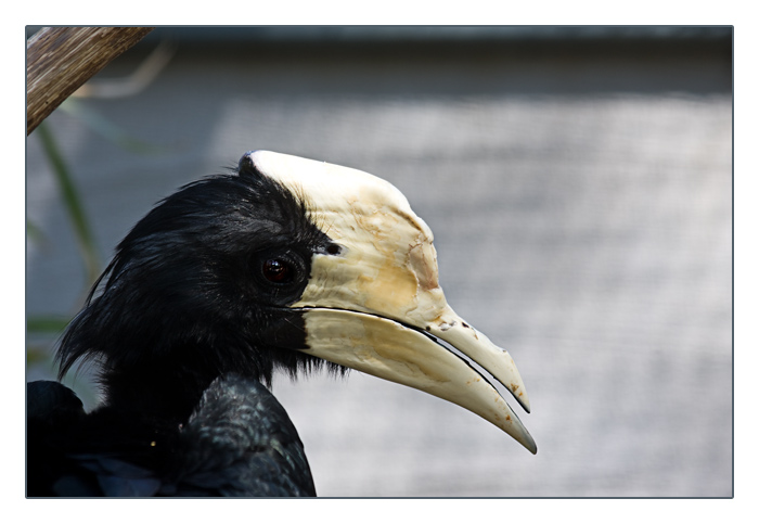 männlicher Malaienhornvogel